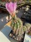 Preview: Thelocactus bicolor ssp. schwarzii